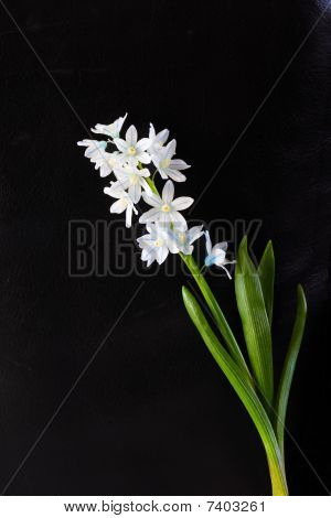 Полосатый лук цветок