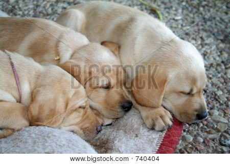 3 Cuccioli sleeping