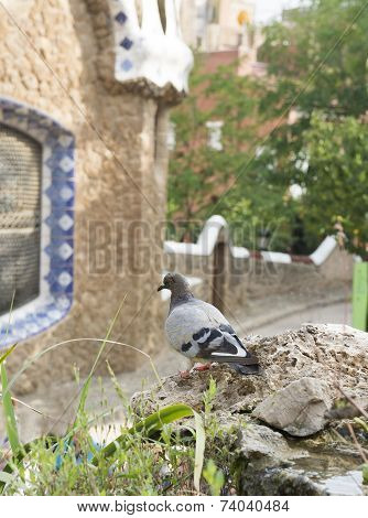 Dove In The Park Guell