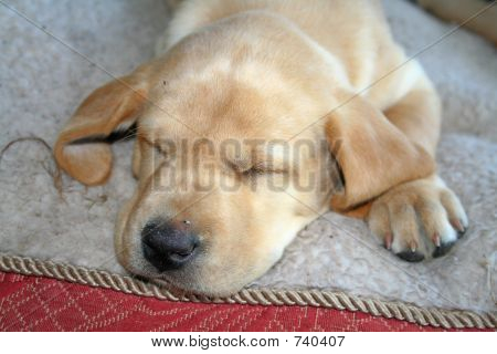 Cucciolo dorme