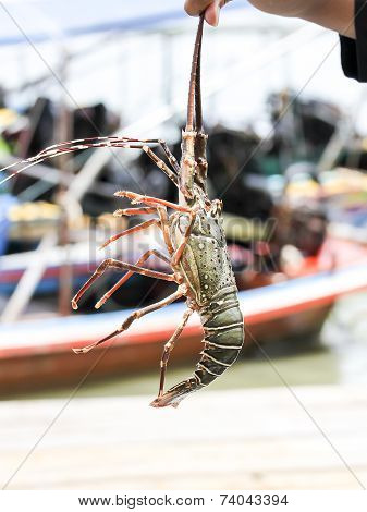 Shrimp