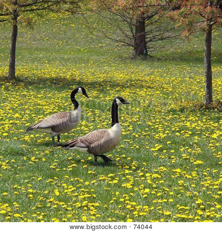 Gänse