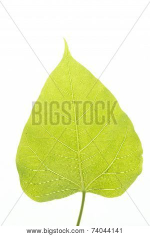 Pho Tree Leaf