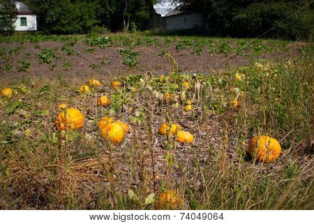 Pumpkin Field