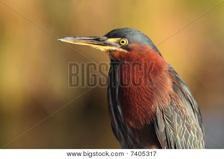 Green Heron (butorides Virescens)