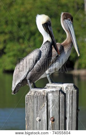 Pelicans on posts