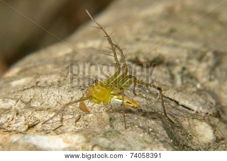 Macro Shoot Of A Tarantula Spider Over A Wooden Table, Poison Insect.