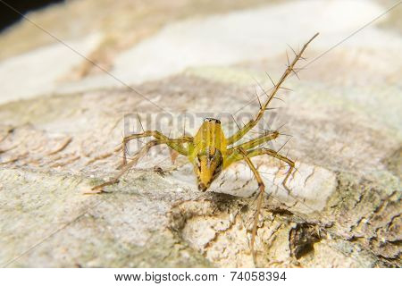 Macro Shoot Of A Tarantula Spider Over A Wooden Table, Poison Insect.