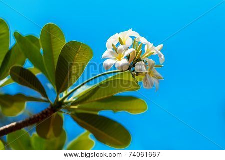 Yellow Plumeria Flower