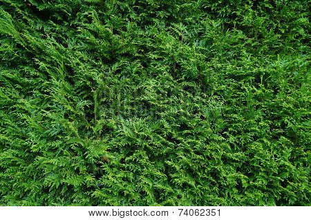 Conifer (Coniferae) tree background - Green Cypress