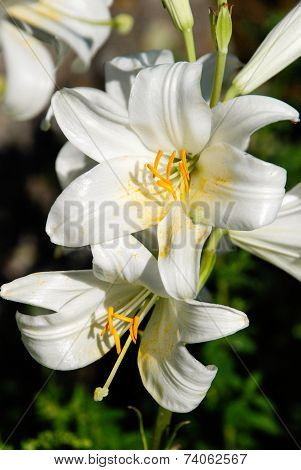 Lily Flower