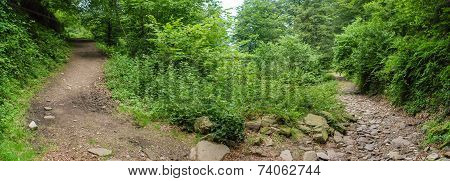 Forest Road