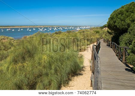 Wooden Path