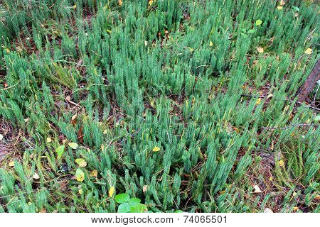 Brushwood Of Hypnum Cupressiforme