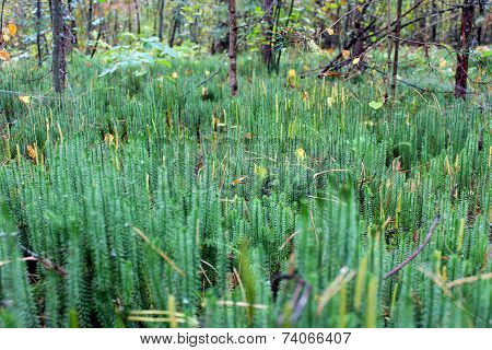 Brushwood Of Hypnum Cupressiforme