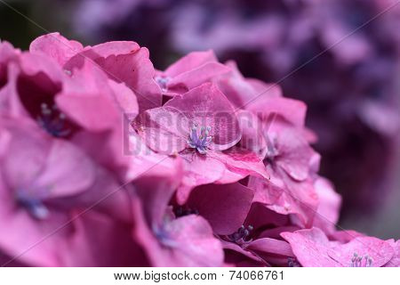 Purple Hydrangea Blossoms In The Rain