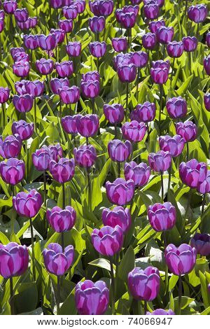 Violet Tulips, Keukenhof, The Netherlands