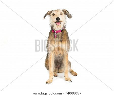 Terrier cross whippet