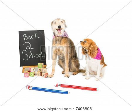 lurcher and a King Charles Spaniel go back to school
