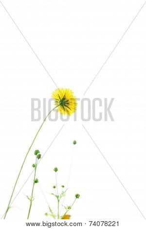 yellow flowers on white background and copy space