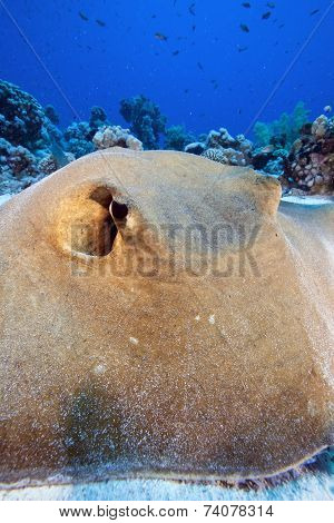 feather tail stingray
