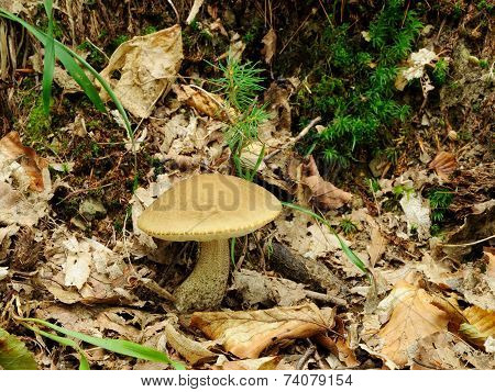 Leccinum Scabrum Mushroom In Real Environment
