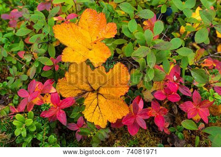 Autumn leaves