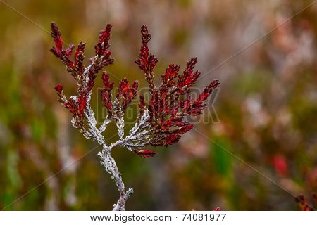 Red plant