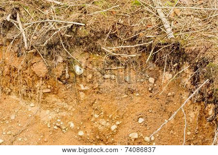 Soil In Forest