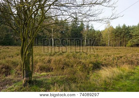 Heath in a pine forest at fall