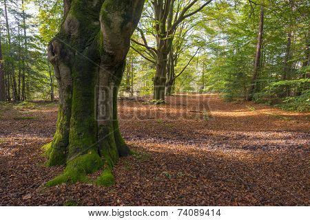 Beech forest in sunlight at fall
