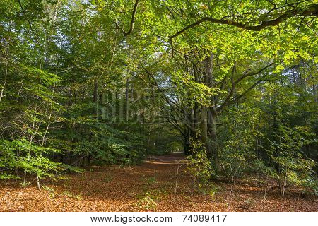 Beech forest in sunlight at fall