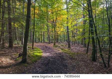 Beech forest in sunlight at fall