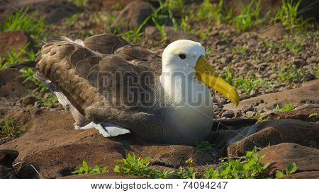 Albatross in Galapagos Islands