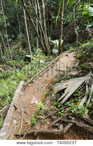 Tropical Rainforest On Mahe, Seychelles