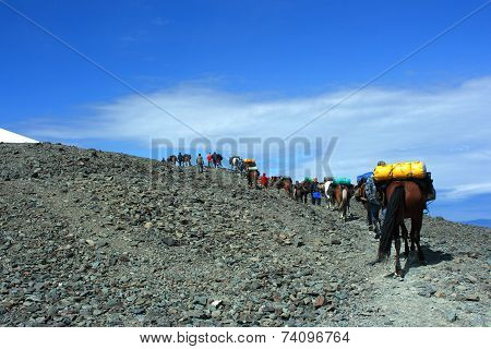 Horses in the mountains.