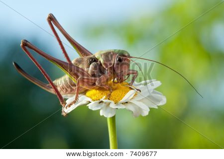 auf ein Gänseblümchen