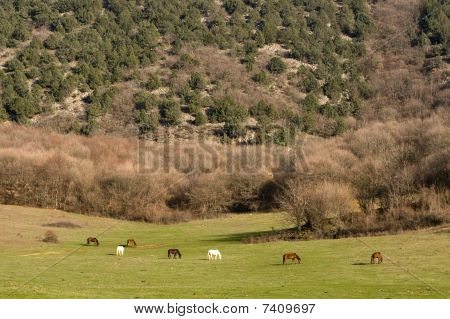 Paard