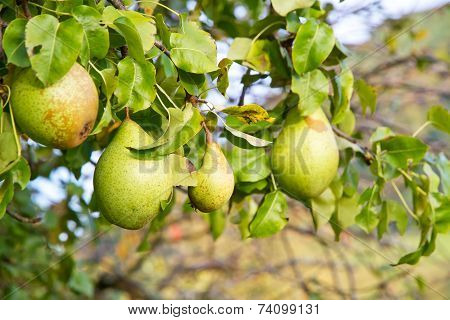 Fresh pears on a tree