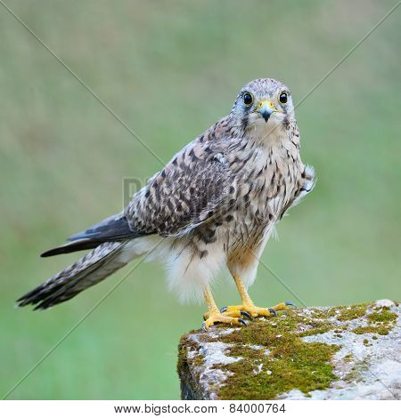 Female Common Kestrel