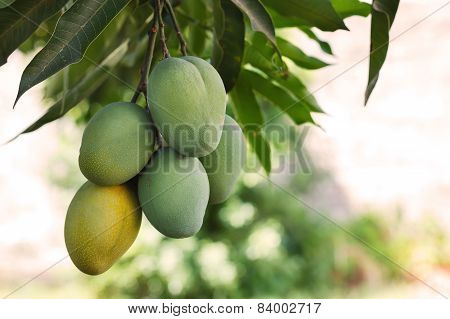 Bunch Of Green And Ripe Mango On Tree In Garden