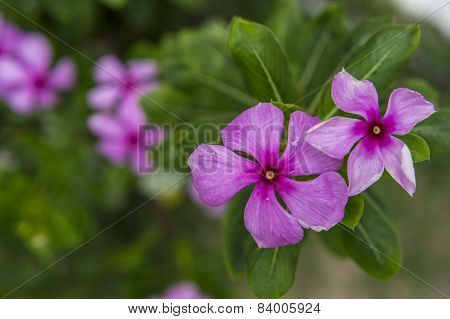 Flower Pink Green Leaf Pretty Concept