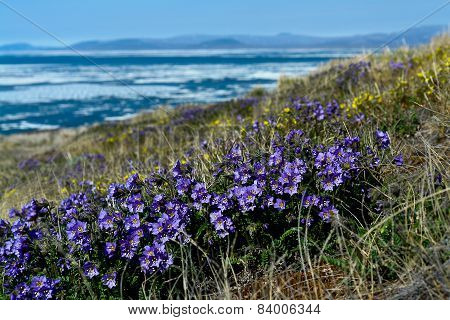 Flowers Cyanosis (polemonium Racemosum) On The Background Of The Arctic Ocean.