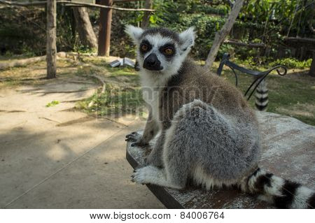 lemur white black brown madagaskar concept