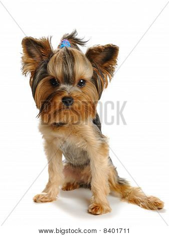 Yorkshire Terrier Terrieryorkshire