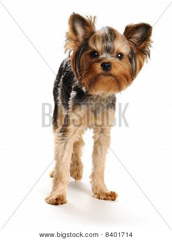 Yorkshire Terrier Terrieryorkshire