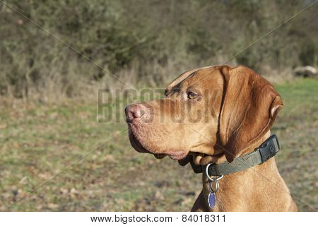 Magyar Viszla head portrait, detail, autumn Time, dog eyes,