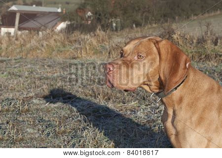 Magyar Viszla head portrait, detail, autumn Time, dog eyes