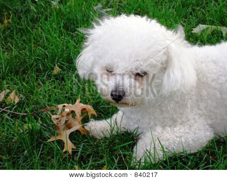 Blatt-Wachhund