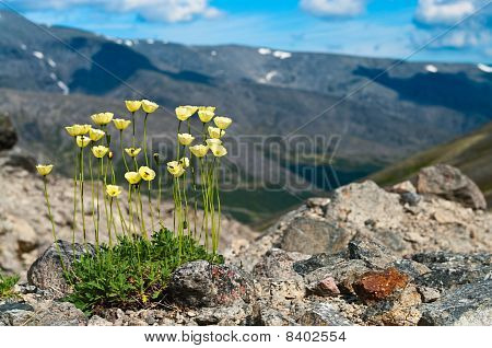Growig di piccoli fiori gialli In pietre In montagna